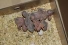 110815 --- R7, R10, R14, R15, R17 och R19